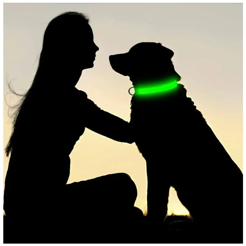 Perro con el collar LED brillando durante el paseo al anochecer